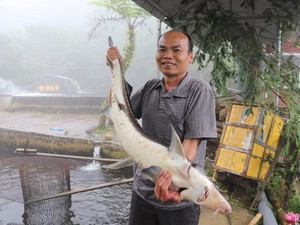 Nuôi cá "tàu ngầm" trên đỉnh mù sương