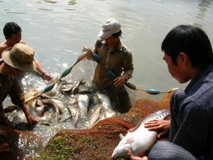 Giá cá thát lát tăng ngất ngưởng, cứ 1kg người nuôi lãi 45.000 đồng