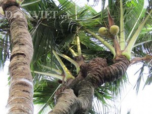 Cần Thơ: Xuất hiện những cây dừa độc, lạ, có cây ra 38 ngọn