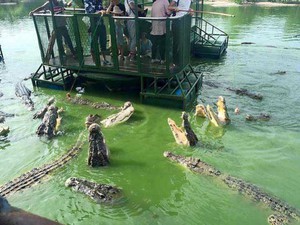 Ghé trang trại ở Thái Lan, thử tài câu cá sấu vừa dữ vừa đói giữa hồ