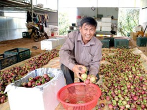 Trai Sài Gòn bỏ lên rừng trồng măng cụt bán sang Tây, thu 5 tỷ/năm