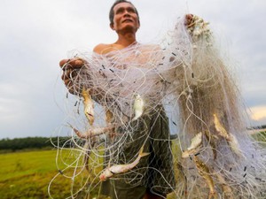 Tây Ninh: Người đàn ông mù hái dừa, bắt cá nuôi cả gia đình