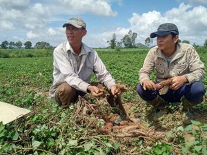 Phú Yên: Lừa dân trồng khoai lang Nhật, cầm khoai đi mất hút