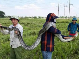 Thanh Hóa: Dân vây bắt trăn 