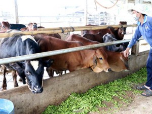 Xử lí phụ phẩm làm thức ăn gia súc: Tiềm năng lớn, dễ làm lại rẻ