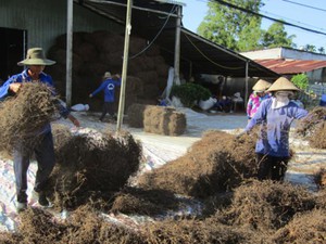 Hậu Giang: Trồng loài cây nấu ra nhớt đen thui, 1 công thu 30 triệu