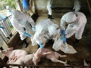 Hà Nội thiệt hại 1.000 tỉ đồng do dịch tả lợn, nhiều huyện hết ngân sách dự phòng