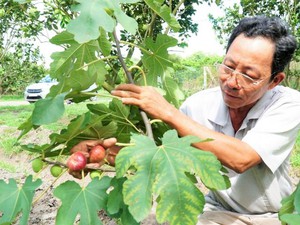 Tây Ninh: Trồng cây ra trái lạ ở vườn bưởi da xanh, bán 200 ngàn/ký