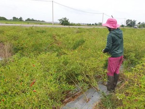 Tây Ninh: Giá ớt chỉ thiên lên 100 ngàn/ký, dân hái không kịp bán