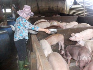 Sâu keo mùa thu, dịch tả lợn châu Phi đe dọa nông nghiệp Tây Ninh