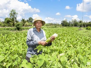 Ba ba, con động vật cổ dài thò ra thụt vào, nuôi thành công ở Sóc Trăng, bắt con nào bán hết con đó - Ảnh 6.