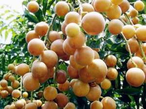 Hái "vua trái cây" mùa hè ở Thanh Hóa kiếm 2 triệu đồng mỗi ngày