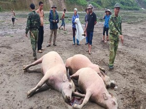 Lào Cai: Xót xa nhìn 3 con trâu mộng chết vì sét đánh