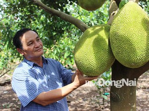 Trồng toàn trái cây ngon khiến du khách kéo tới ngày càng đông