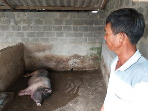 Ninh Bình: Từ tỷ phú giàu nhất huyện thành con nợ vì dịch tả lợn