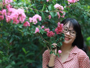 Ảnh: Khu vườn 100 gốc hoa tường vi đẹp lung linh ở Hà Nội