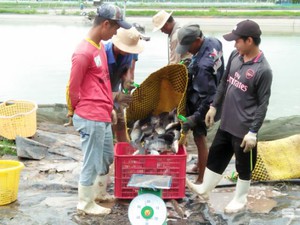 Trồng na Thái ra trái to bự, vườn đẹp như phim, anh nông dân Sóc Trăng bất ngờ trúng lớn- Ảnh 3.