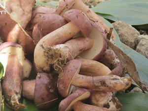 Kiên Giang: Như nấm mối, nấm tràm Phú Quốc đâu dễ kiếm tìm