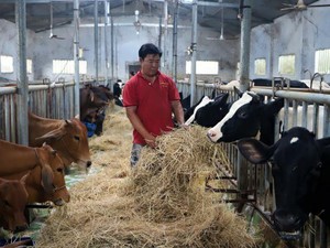 Lâm Đồng: Nuôi loài bò Tây đẹp như tranh vẽ, lãi mỗi năm hơn 1 tỷ
