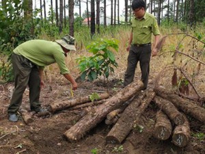 Tái diễn nạn phá rừng ở Lâm Đồng: Chôn cả vạt rừng để phi tang
