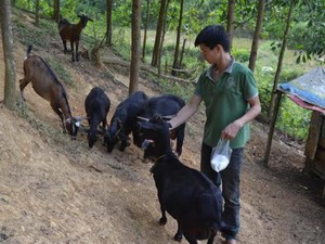 Làm giàu ở nông thôn: 9X xứ Nghệ viết kỳ tích ở Khe Voong