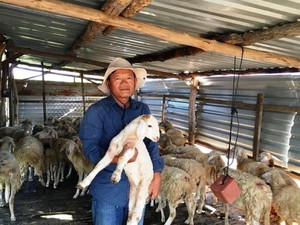Tỷ phú du mục chăn cừu trên vùng thảo nguyên khô hạn Ninh Thuận