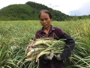 Thung lũng trồng cây nhìn như cỏ dại, tốt bời bời, tiền lời đều tay