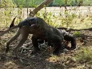 Clip rồng Komodo khổng lồ nuốt chửng con khỉ còn sống trong nháy mắt
