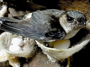 Bức xúc vì tiếng ồn, Tây Ninh tăng kiểm soát nuôi chim yến tự phát