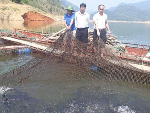 Lai Châu: "Thả" 1 tỷ đồng xuống hồ thủy điện, kéo lên toàn cá ngon