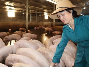 Lai Châu: Nữ tỷ phú vượt qua nỗi ám ảnh dịch tả lợn châu Phi