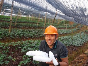 Lào Cai: Giông lốc mạnh, mưa đá trắng trời, đá đóng thành tảng to