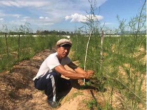 Quảng Nam: Giữa cát nắng chang chang, trồng cây lạ ra "rau vua"