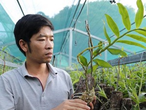 Bỏ nghề giáo viên, 8X Lai Châu về làm vườn lan &quot;rậm như rừng&quot;