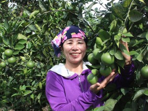 Vườn cam hàng tỷ đồng trên núi Trà Sơn của người đàn bà “to gan”