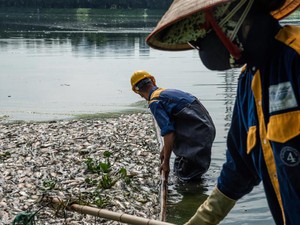 Cá chết hàng loạt, bốc mùi nồng nặc ở hồ Công viên Yên Sở