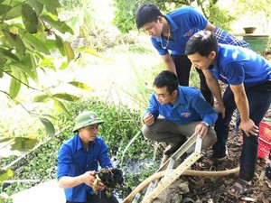 Nghệ An: Chàng trai trẻ nuôi &quot;con siêu đẻ&quot; trong ao cho thu nhập cao