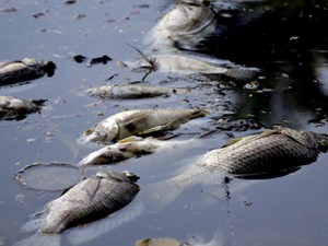 Lý giải nguyên nhân cá chết hàng loạt ở hồ Trúc Bạch, Yên Sở