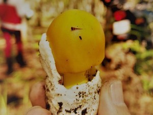 Tam "độc" đặc sản nấm ở Đà Lạt, loại cực hiếm ngỡ như cái trứng non