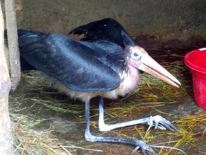 Nuôi tôm giàu lên đã đành, hễ nhà nào ở Hà Tĩnh nuôi cua biển, cá chim vây vàng cũng bộn tiền - Ảnh 11.