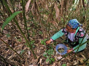 Thung lũng sa nhân-nơi dân vào rừng hái thứ quả quý mọc dưới gốc, để khô bán 500 ngàn/kg