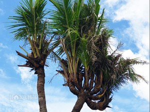 Độc nhất Cà Mau: Cây dừa 14 đọt cực lạ, trả 180 triệu đồng chưa bán