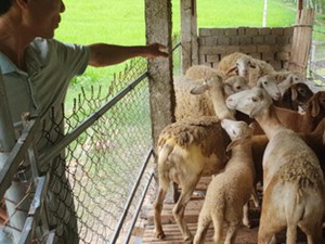 Nghệ An: Đánh liều mang cừu Ninh Thuận ra nuôi ở đất Thái Hòa