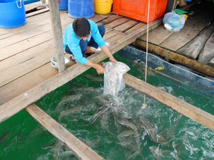 Kiên Giang: Nuôi đủ thứ cá đặc sản to bự dưới biển, dân khá giàu