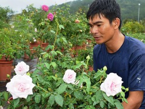 U40 trồng 400 cây hoa hồng cổ &quot;tuổi lão làng&quot; ở Lâm Đồng