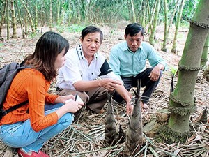 Đồng Nai: Phá vườn cao su trồng tre lấy măng bán, lời 1,5 tỷ/năm