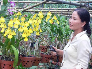 Trồng lan, nông dân Sài thành có lợi nhuận 800 triệu/ha