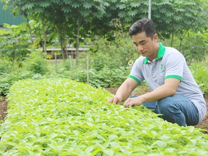 "Soái ca" bỏ chốn phồn hoa về quê trồng rau kiểu "khác người"