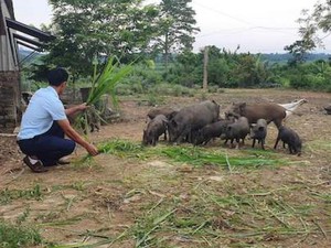 Nghệ An: Chủ tịch Hội ăn nên làm ra nhờ loài lợn 