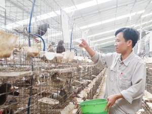 Kỹ sư bỏ nghề về nuôi chim bồ câu, lứa đầu trắng tay sau là tỷ phú